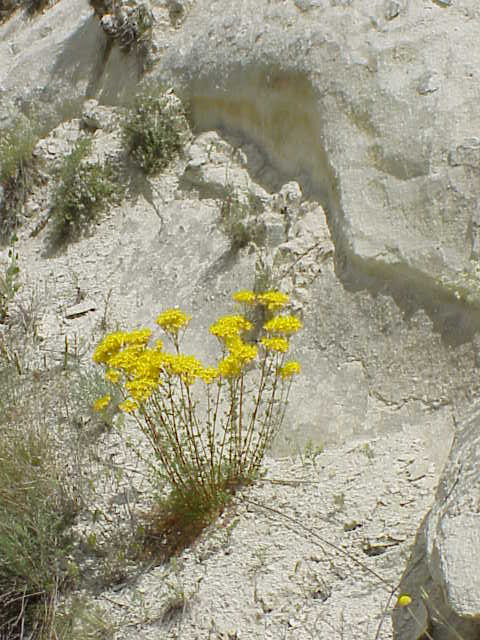   Wildflowers            Cappadocia
